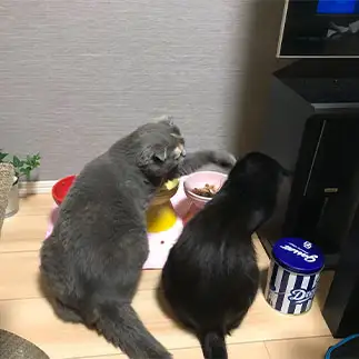 ボスの隣で食べるには10年早すぎるネコ　　近藤美加さん