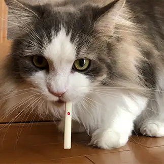 ギャンブラーすぎるネコ　　イブさん