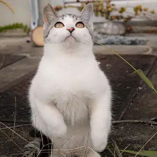 パンプアップしすぎるネコ　jingさん
