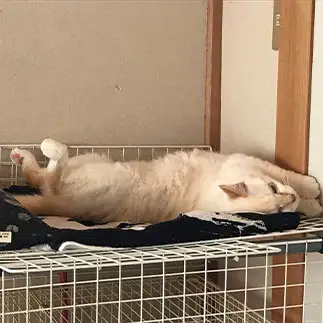 ねじれすぎるネコ　　にゃーさん