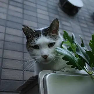 人間味のありすぎるネコ　　mimosaさん