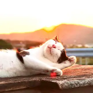 みんなを招きすぎるネコ　　ステラさん