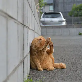 猫の足も借りたすぎるネコ　　ままめろんさん