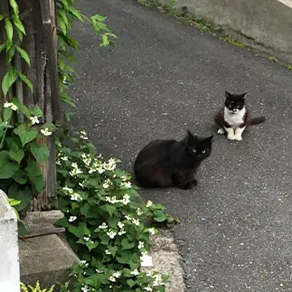デュオで目ヂカラ強すぎるネコ　　けいさん