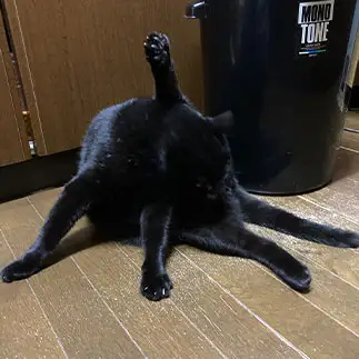 新種の生物すぎるネコ　　Lumさん
