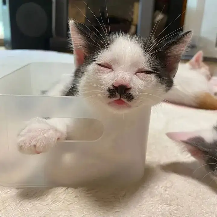 子猫なのに酔っ払ったお父さん感が出すぎるネコ　　rinten2020さん