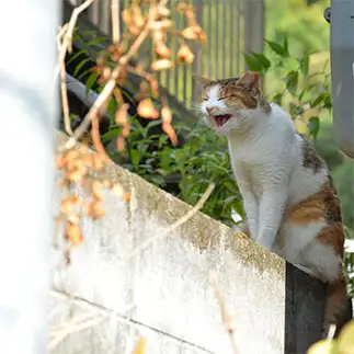 にっこりすぎるネコ　　仙城彩漓さん