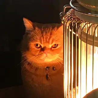 サスペンスすぎるネコ　　カラハさん