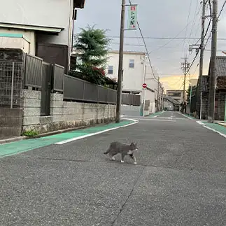 我が物顔で闊歩しすぎるネコ　　からくりぴーちさん