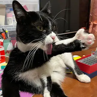 どこが足だか手だか尻尾だかわからなすぎるネコ　　ことさん