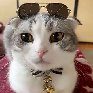 オシャレでイケイケすぎるネコ　　長岡茉紀さん