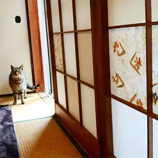 障子貼りのタイミングをはかりすぎるネコ　　M BOXさん