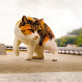 熊に間違えてしまいすぎるネコ　　t.takaharuさん