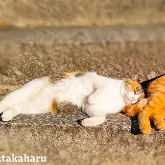 立派な枕で気持ち良さそうにしすぎるネコ　　t.takaharuさん