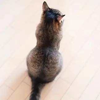 ナイスバディすぎるネコ　　ゆずなつさん