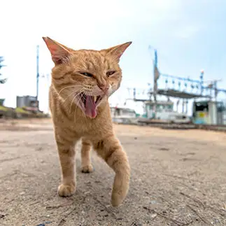 海の男すぎるネコ　　しばけいさん