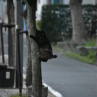 コアラすぎるネコ　　TAKAさん