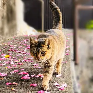 ドヤ顔で花道を歩きすぎるネコ　　t.takaharuさん