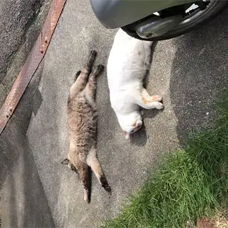 主の外出を阻みすぎるネコ　　もちゃこさん