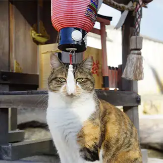 ねこ稲荷様、降臨。すぎるネコ　　服部佳弘さん