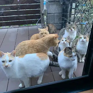 集まりすぎるネコ　　sプラザさん