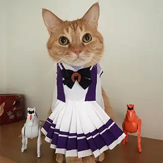 ウマ娘すぎるネコ　　はるこさん