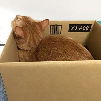 首が痛そうすぎるネコ　　はるこさん