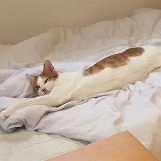 「えのき」の名が体を表しすぎるネコ　　enocoさん