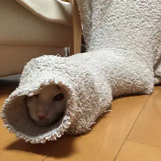 入ったはいいが出られるのか謎すぎるネコ　　enocoさん