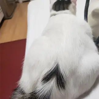 ハートすぎるネコ　　たかニャンザさん
