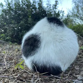 豆大福すぎるネコ　　白菜さん