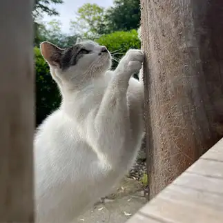 はとむねすぎるネコ　　白菜さん