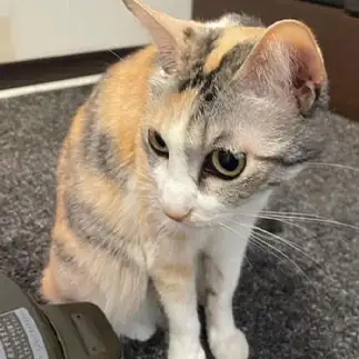 表情が豊かすぎるネコ　　nekocatuさん