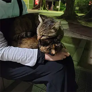 先輩の言うことは絶対すぎるネコ　　猫柳あかねさん