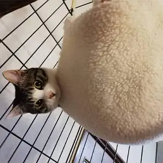 上からすぎるネコ　　YUMi さん