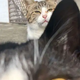 ちかすぎるネコ　　kumipppさん