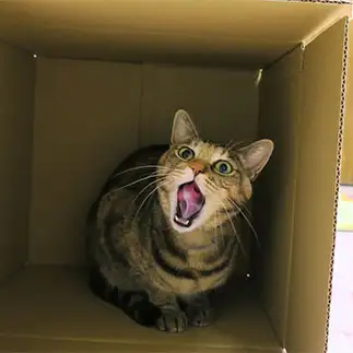 巻き舌すぎるネコ　　ぱんださん