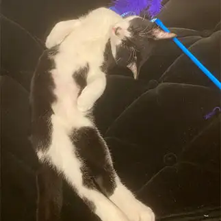 くねっと曲がりすぎるネコ　　みろむさしさん