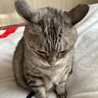 イカ耳すぎるネコ　　吉冨武留さん