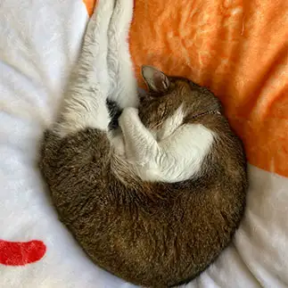 脚がピーンすぎるネコ　　にゃんです。さん