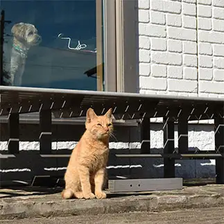番犬より番犬（番猫?）すぎるネコ　　terumaronさん