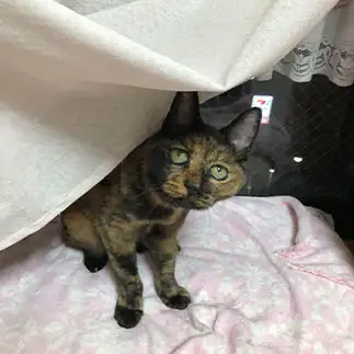 タレ目すぎるネコ　　さびねこさん