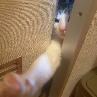 必死に侵入しようとしすぎるネコ　　ひーこさん