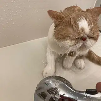 水が嫌いすぎるネコ　　エキゾのきなこさん。さん