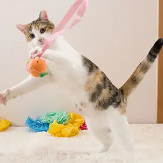 守備がうますぎるネコ　　ピヨカメラさん