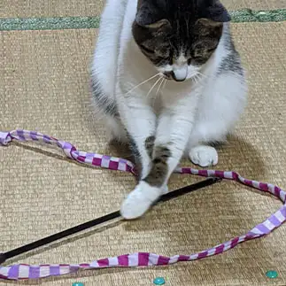 おもちゃの使い方を教えてくれようとしすぎるネコ　　ひまわり屋ひまさん