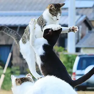 何年かぶりの再会が嬉しすぎるネコ　　土居一彦さん