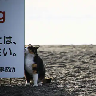返事が縦読みすぎるネコ　　れみぞーさん