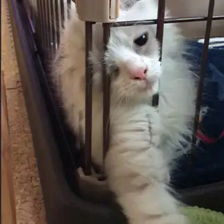 ケージから出たい想いが強すぎるネコ　　kenkenさん