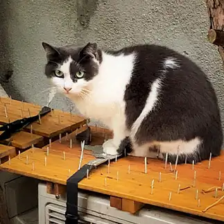 ヨガの達人すぎるネコ　　Takezooさん